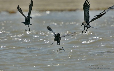 Red Necked Pharalope being attacked by crows.