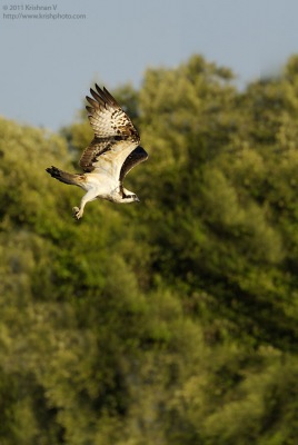 Osprey Takeoff