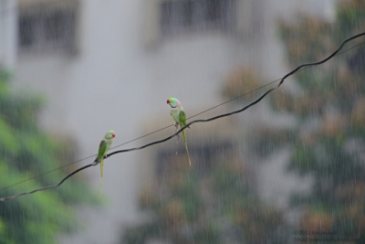 Parakeets in the rain