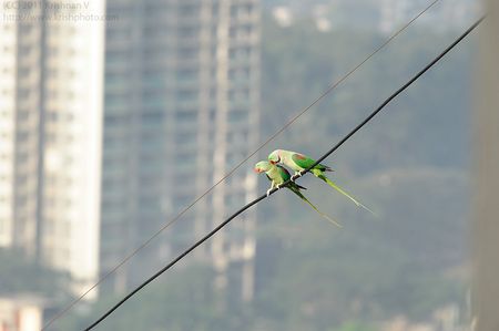 Parakeets on a Wire