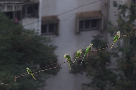 Alexandrine Parakeets on a wire