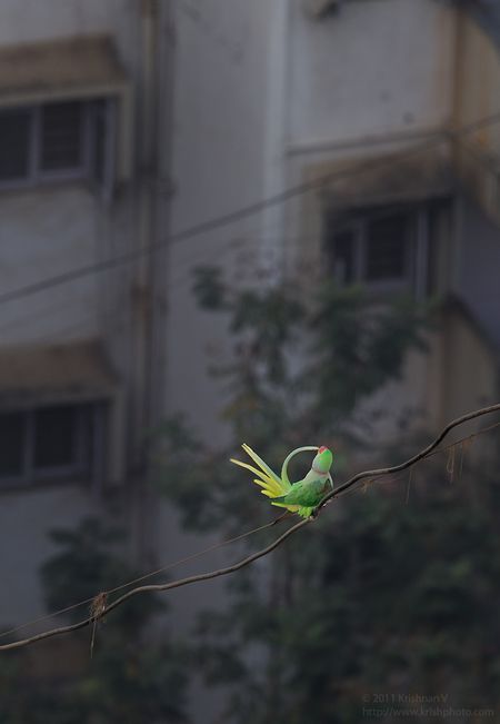 Alexandrine Parakeet Preening