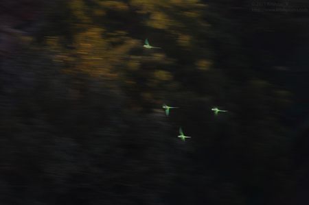 Alexandrine Parakeets fly past