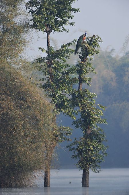 Peacock on a Tree on the river