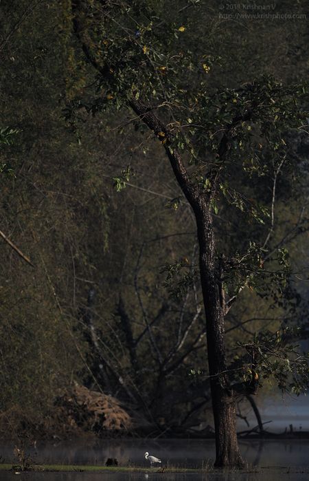 Egret by the river