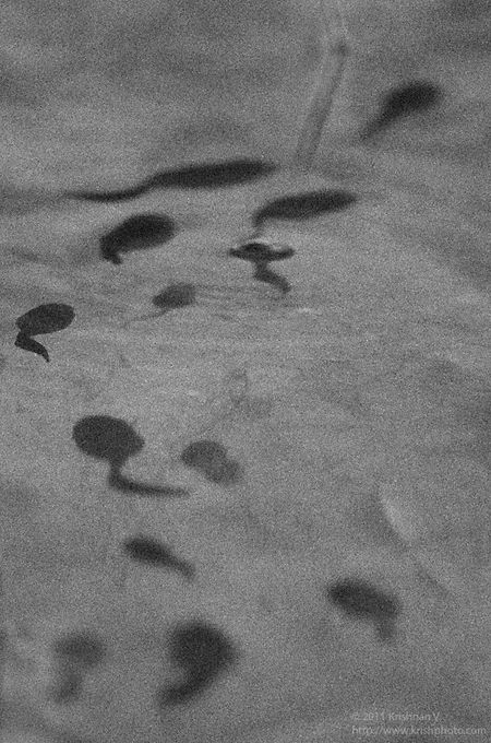 Tadpoles with a  600mm