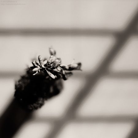 Dried Flowers in a vase 5