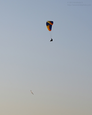 Paragliding over a hovering black shouldered kite !