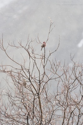 Greater Rosefinch