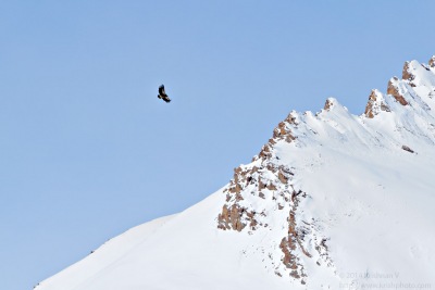 Himalayan Griffon over the gorge