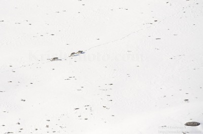 Three Snow leopards