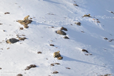Three Snow leopards sitting