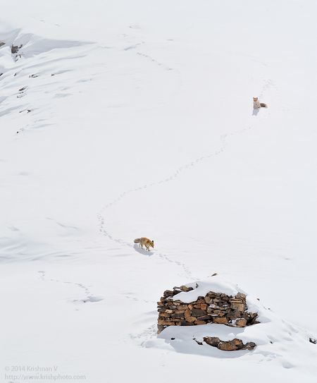 Red Fox pair