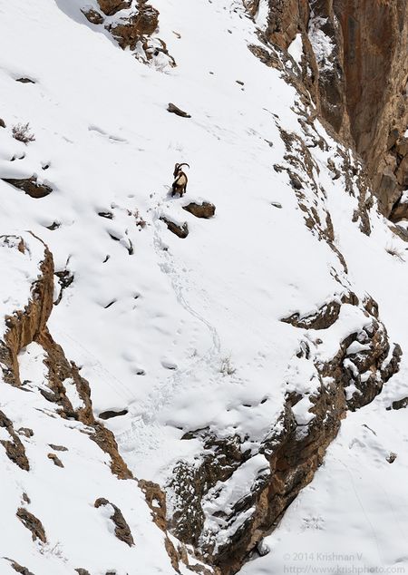 Himalayan Ibex