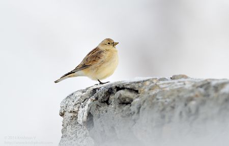 Tibetan Snowfinch