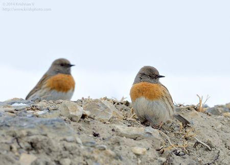 Robin Accentor