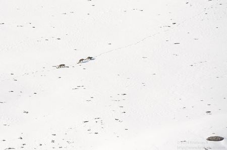 Three Snow leopards