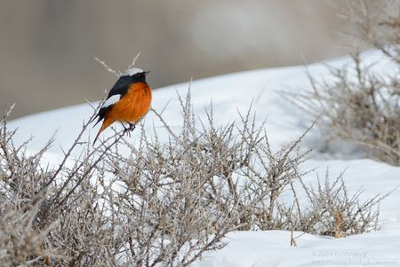 White winged redstart