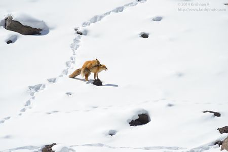 Red fox mating