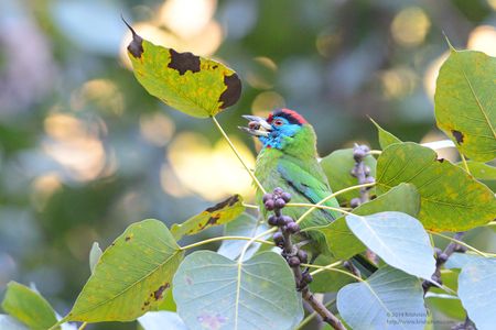 Blue Cheeked Barbet