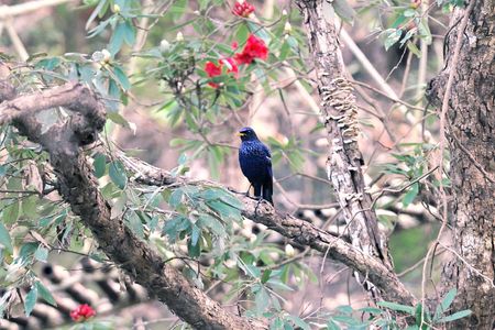 Blue Whistling Thrush