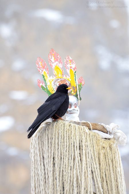 Yellow billed Chough