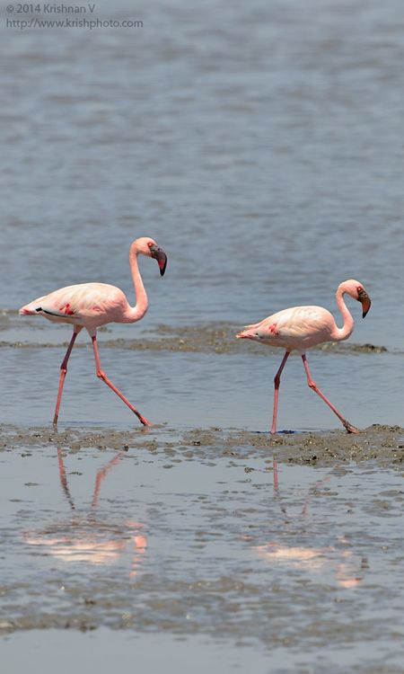 Flamingos at Sewri