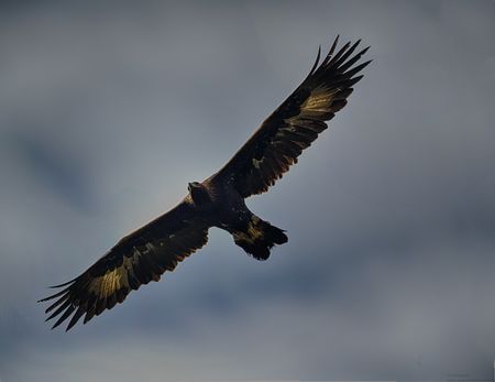 Golden-Eagle-Stitch