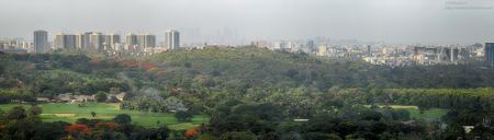 Red-Trees_Panorama1