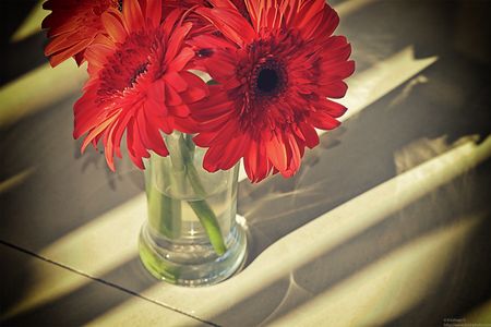 20220205_094553-1gerbera