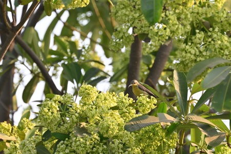 Purple Sunbird, Z50 + Z 100-400