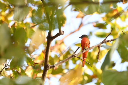 Scarlet Minivet