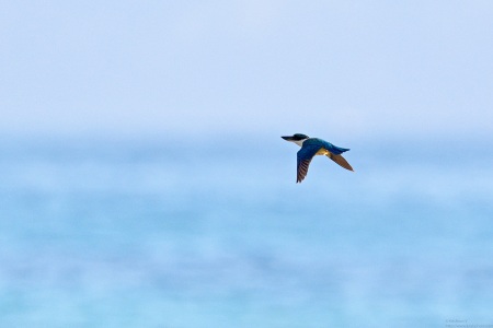 Collared Kingfisher