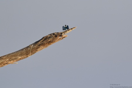 Collared Kingfisher