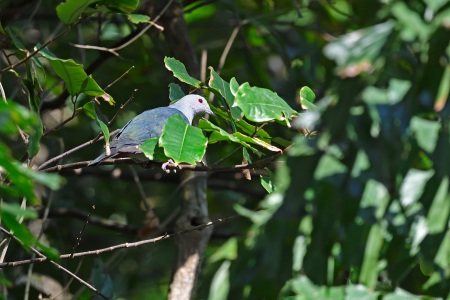 Nicobar Imperial Pegion