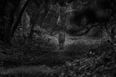 20241127_171434-GIF-Tigress-at-dusk2