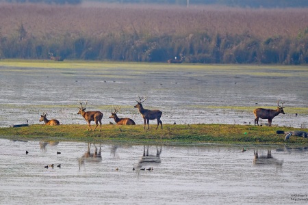 Swamp-Deer2