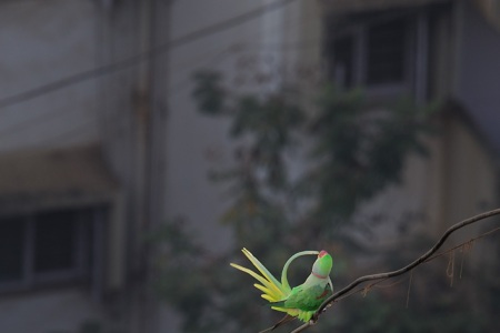 Alexandrine Parakeet Preening