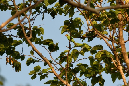 Long Tailed Parakeet