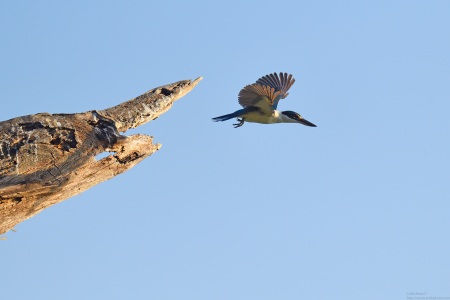 Collared Kingfisher