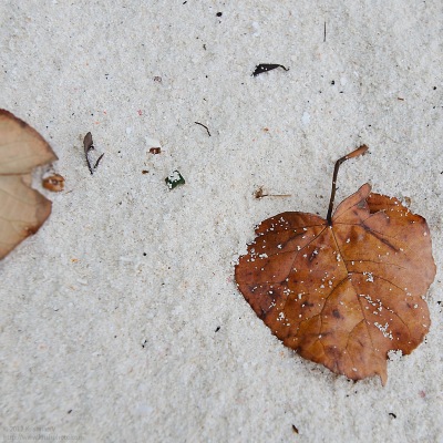 Leaf on white sand