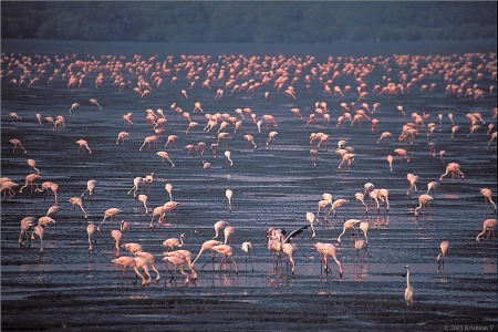 Flamingos at Sewri