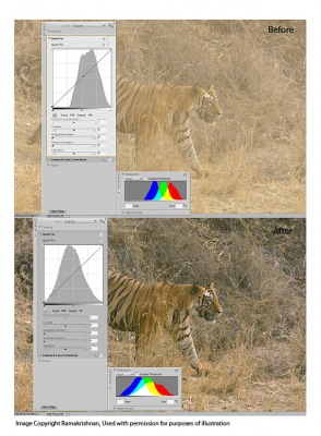 tiger-composite1