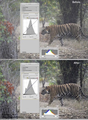 tiger-composite2